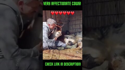 Very Affectionate Cows! Amazing Comps: #Shorts #YoutubeShorts #ExtremeSports #Cows #Love Affection