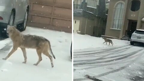 Driver warns kids to get inside after spotting coyote on their yard