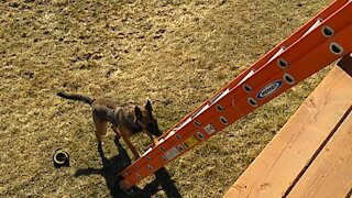 Puppy escapes fenced yard by climbing ladder
