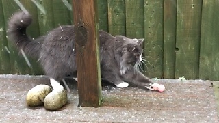 This Cat Has The Cutest Reaction To Seeing Snow For The First Time