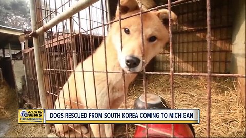Dogs rescued from canine meat farm in South Korea coming to Michigan