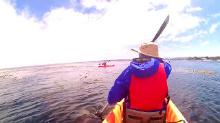 Kayaking on Monterey Bay - Aquarium #Shorts