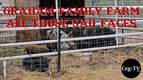 Graham Family Farm: All Those Sad Faces