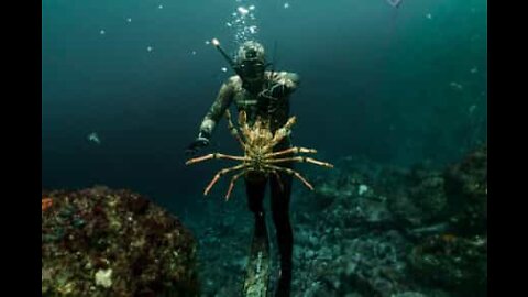 Diver gets lobster for dinner in New Zealand