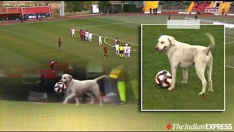 Dog Laughing | How a dog brought a football match to a halt