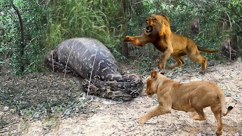 Lions vs Big Python Snake Real Fight