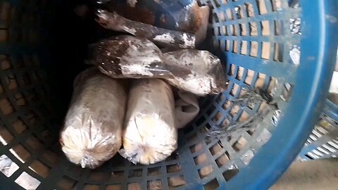 Checking Mushroom Fruiting Bags