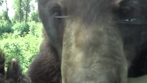 Bear Claws at Car Window