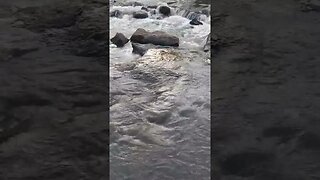 super Relaxing river#relaxing #sleep #africa #nature #sounds #riversounds #windsounds #chill