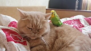 Parrot's best friend is this sweet and gentle cat