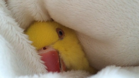 Parrot snuggles under warm blanket