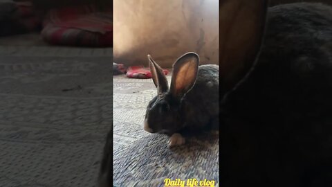 oh my god my favorite rabbit