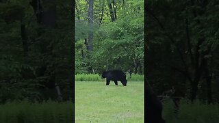 Bear at the cabin
