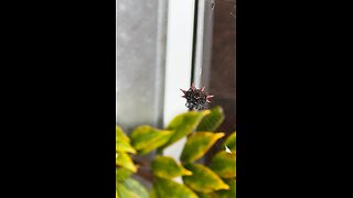 Spiny Orb-Weaver Spider!