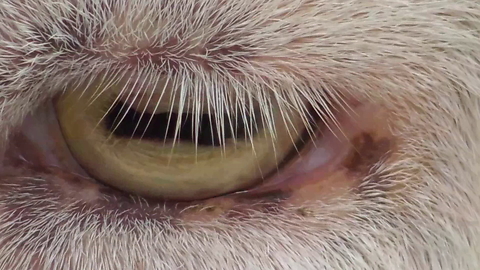 Close-up compilation of various animal eyes