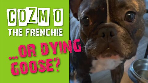 Cozmo The Frenchie ...or Dying Goose?