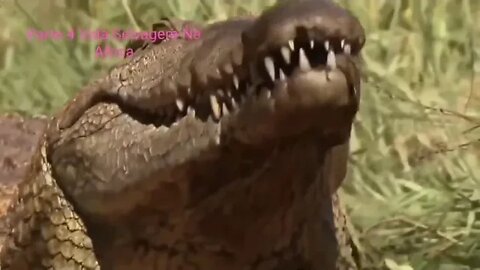 Crocodilo tem a mordida mais forte ja registrada. #vidaselvagem #documentáriossobrevidaselvagem