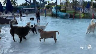 Dogs frolic at Santa Paws Holiday Pooch Plunge in Stuart