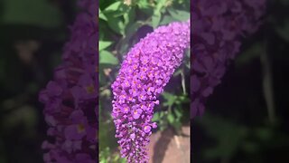 Beautiful flowers in London -Buddleia