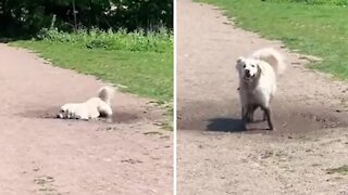 Funny Pup Loves To Play In The Mud Every Single Day