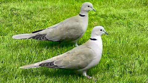 IECV NV #92 - 👀 Grey Turtle Doves 🕊🕊 4-22-2015