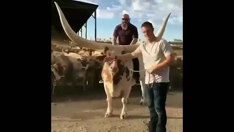 Wow 😳 Amazing bull 🐂#Shorts #ytshorts #UbertainmentFun #Dogs #Animals #Fun