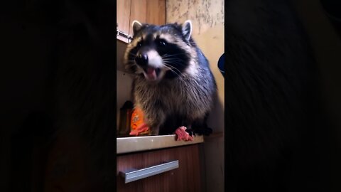 Смешные Еноты Из Тик Ток Funny Tik Tok Raccoons