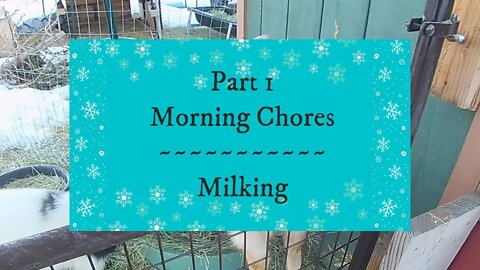 Morning Chores Part 1 ~ Milking