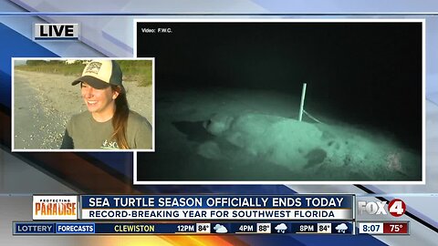 Record number of sea turtle hatchlings recorded on some SWFL islands