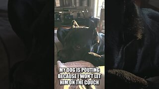 Cute Dog Upset He Can't Get On Couch #shorts #funnydogs #dog