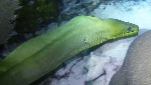 Fearsome moray eel is a top predator