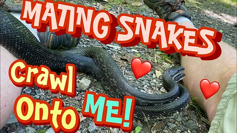 MATING SNAKES crawl on ME!