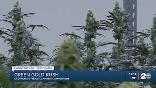 Green Gold Rush: Oklahoma's fierce cannabis competition