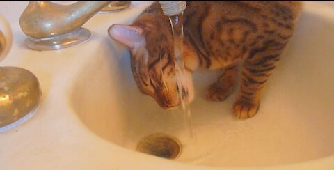 A cat opens the water tap and drinks it