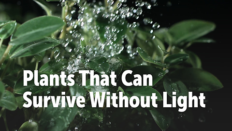 Plants That Can Survive Without Light