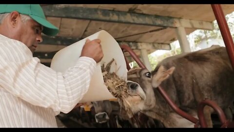 Farmer Feeding Animals Peasant Man At Work In Farm