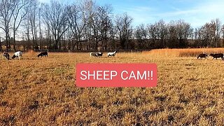 SHEEP CAM Grazing and being sheep #homesteading #farmanimals #sheepranch