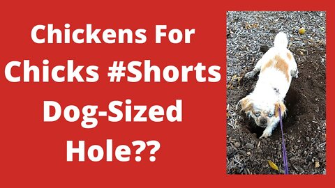 Cola Bear Digging Dog Sized Hole #Shorts