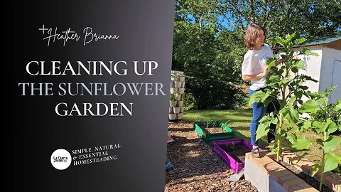 Cleaning Up The Sunflower Garden