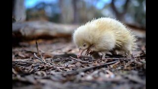 Raro mamífero albino é filmado em parque natural na Austrália