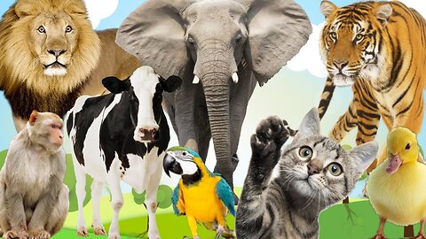 The most naughty animals | elephant, dog, monkey, cat, pig, cow | Animal moments