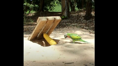 Simple Parrot Bird Trap - Make An Underground Parrot Trap Out Of Wood And Corn