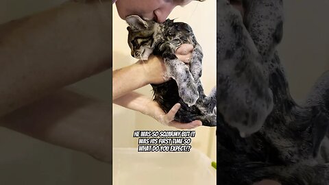 Giving Our Kitten His First BATH 🛁 | How To Wash Your Cat | 3 Easy Steps #shorts#cats#funny#bath