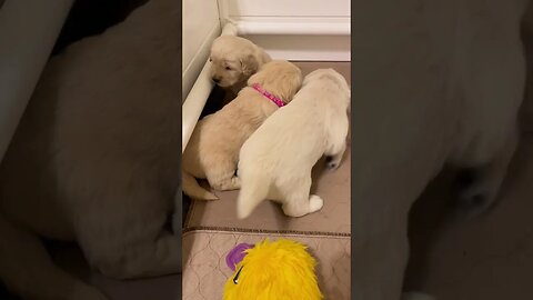 Part 4 | Golden Retriever Puppies making Cute Sounds, Sleeping, Wriggling, Twitching and Snuggling!