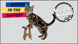"Kitties in the Spotlight: A Pawsitively Adorable Showcase!" #feline #catsagram #kitten #cuddlycats