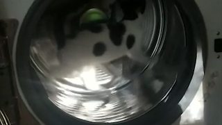 Funny Cat Uses Dryer As A Hamster Wheel