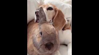 Dog and Bunny Best Friends Adorably Cuddle With Each Other