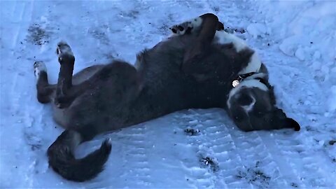 Rescued puppy is ecstatic over her first snowfall