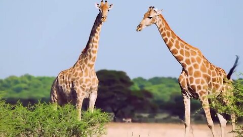 African Wildlife| Scenic wildlife film with African music-African safari wild Animals wildlife