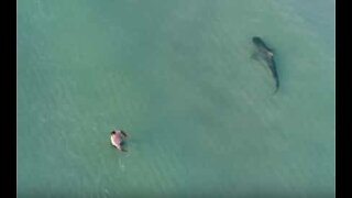 Drone capta tubarão-tigre extremamente perto de banhistas em Miami